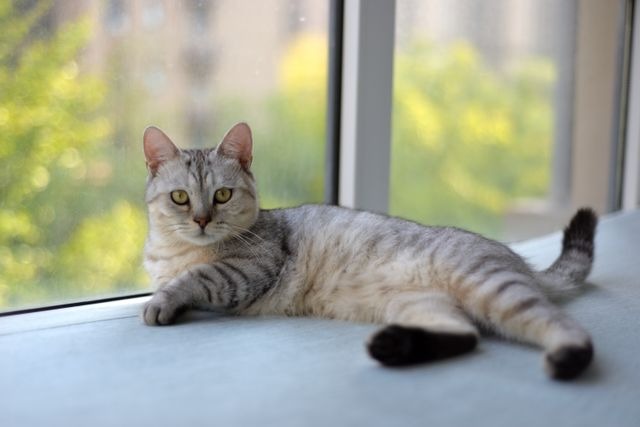 A cat sitting in a window